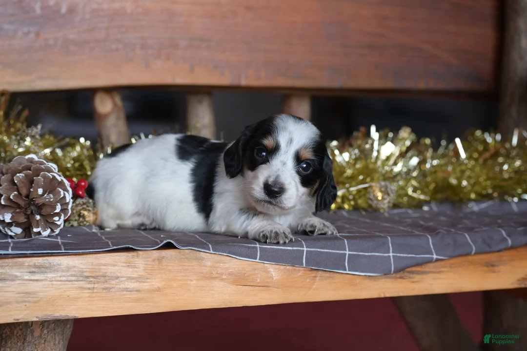 Dachshund dogs for sale: Snowflake - Ad 2