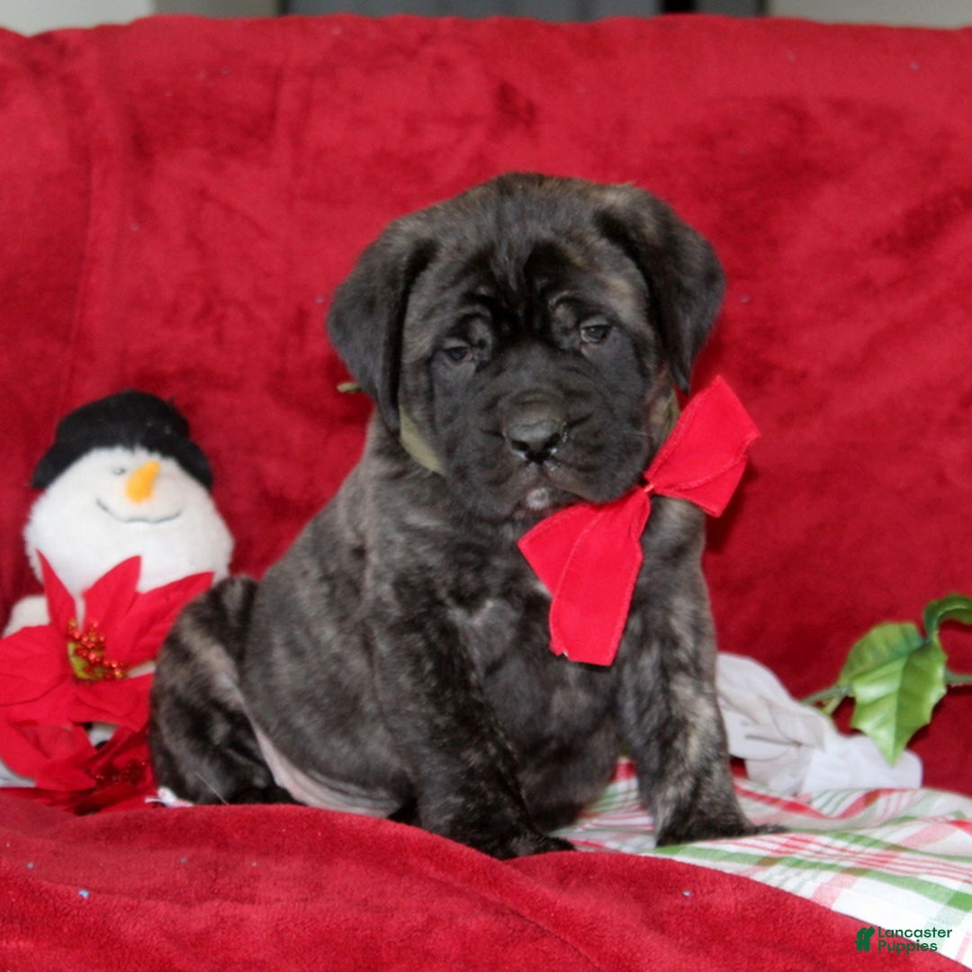 English Mastiff dogs for sale: Teddy  - Ad 1