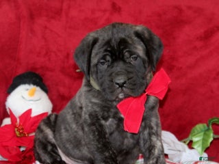 English Mastiff dogs Teddy - Ad 6