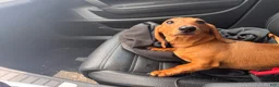 Miniature Dachshund dogs for sale: Mac - Ad 8