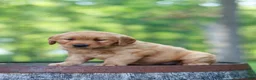 Golden Retriever dogs for sale: Beauty - Ad 12