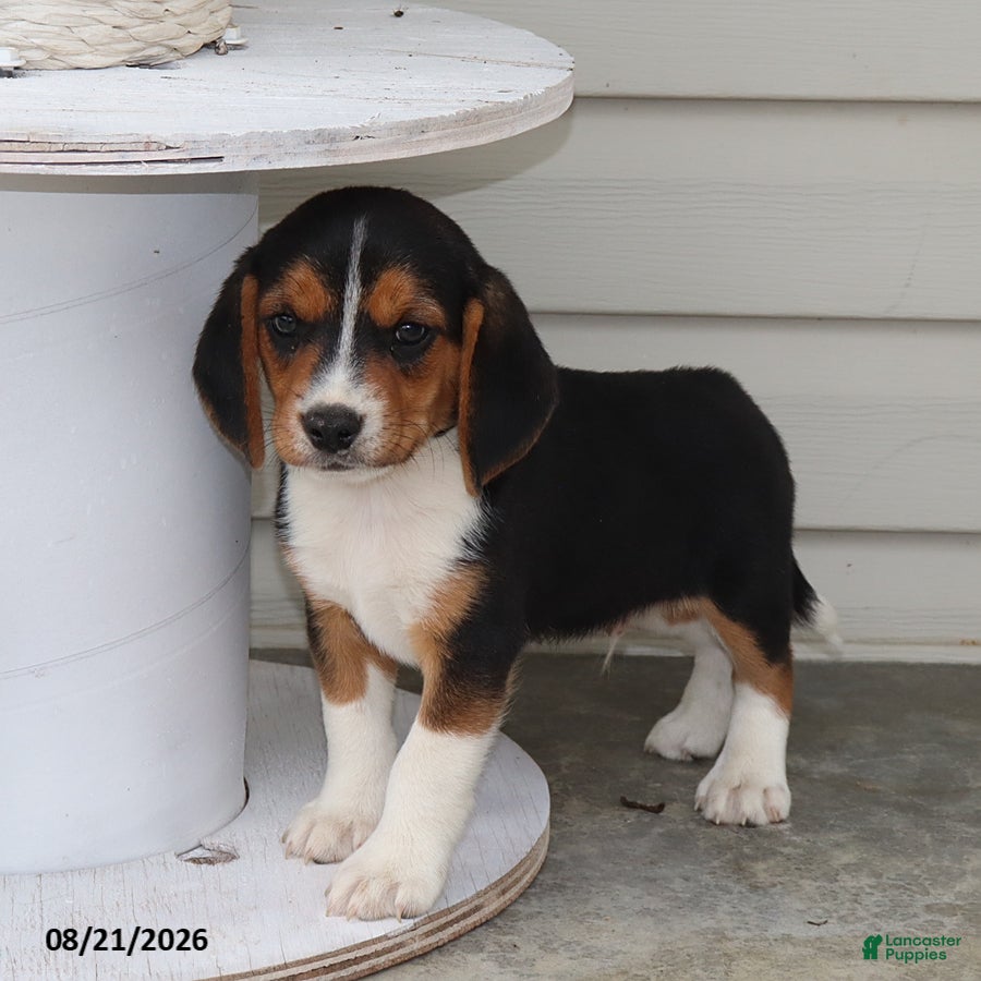 Beagle dogs Roscoe - Ad 2