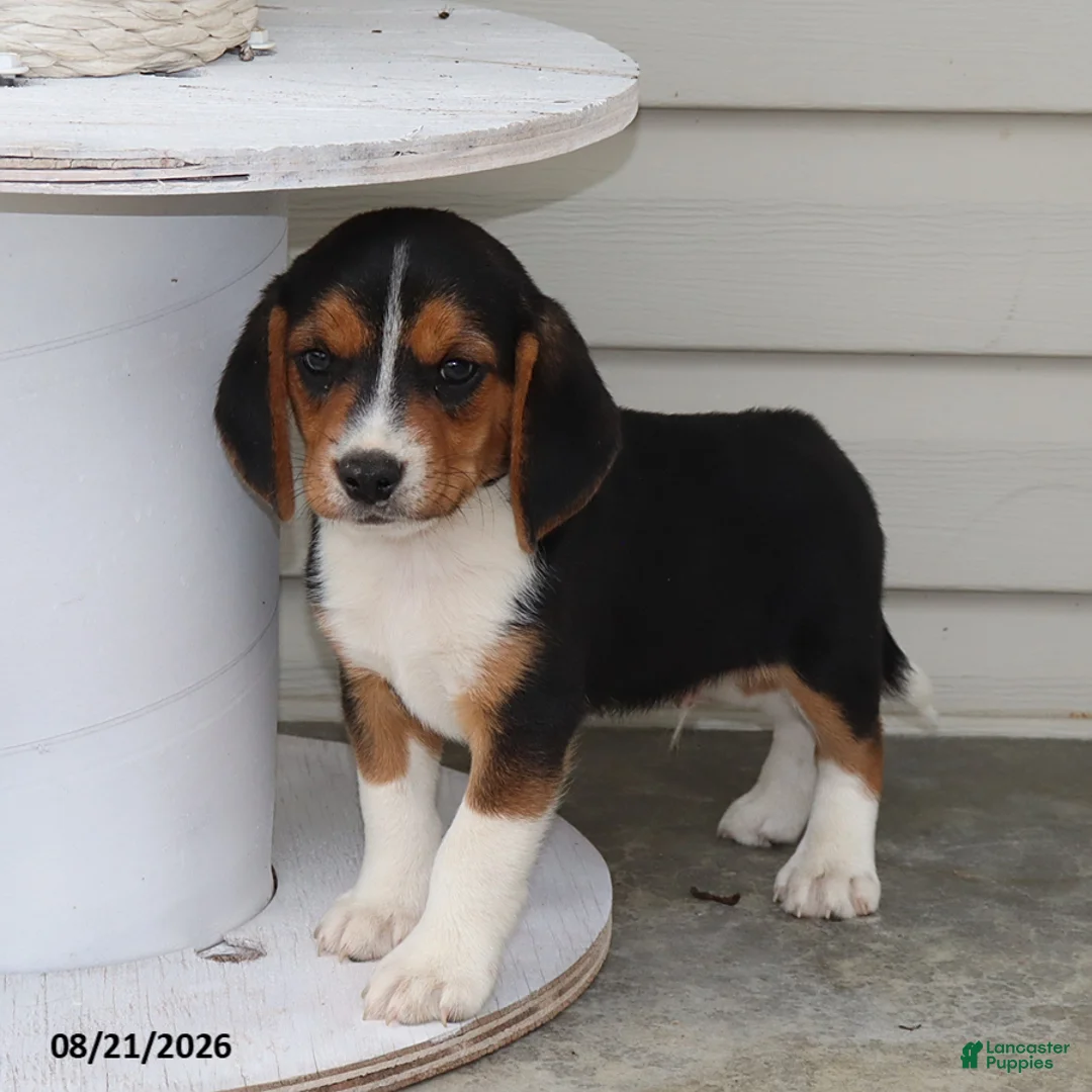 Beagle dogs for sale: Roscoe - Ad 2