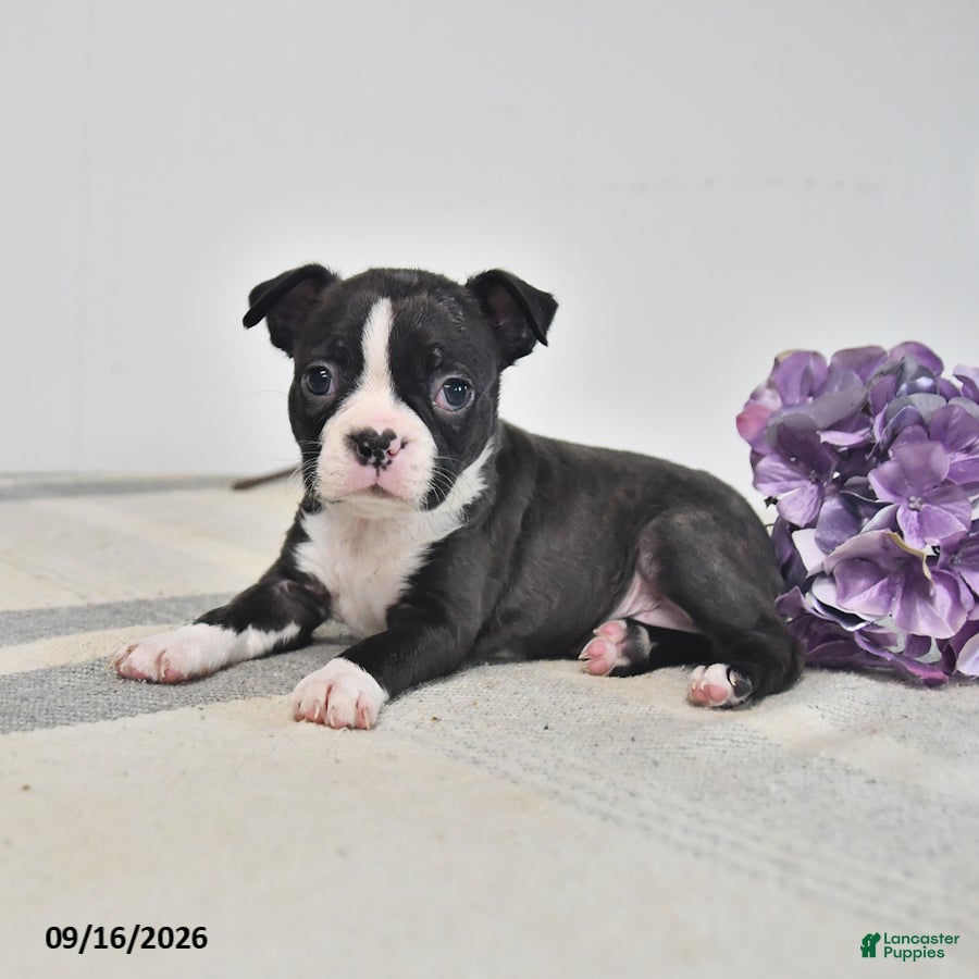 Boston Terrier dogs Ellie - Ad 2
