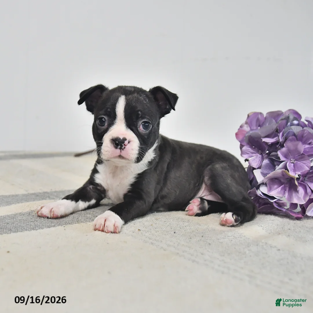 Boston Terrier dogs for sale: Ellie - Ad 2