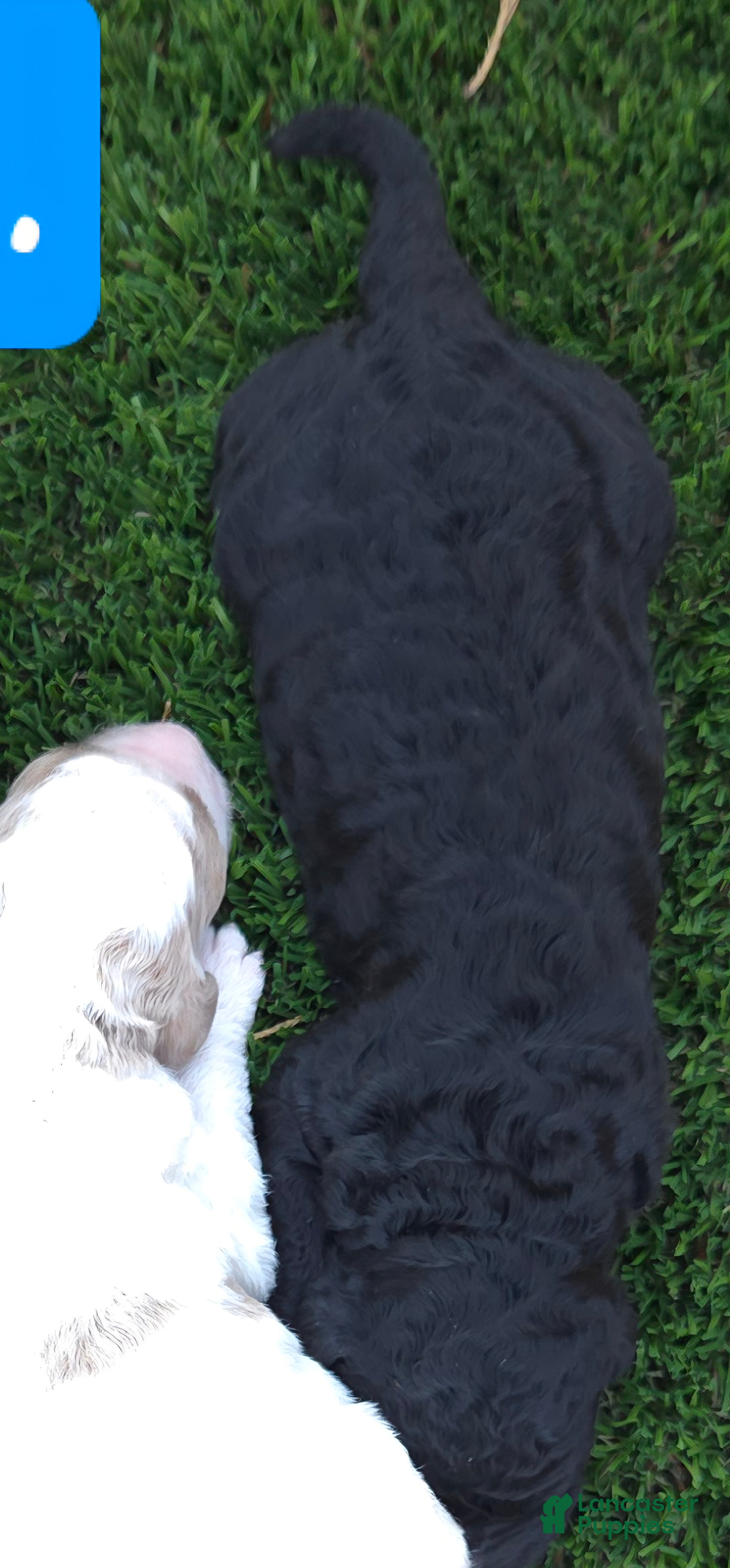 Goldendoodle dogs Goldendoodle 4 - Ad 23