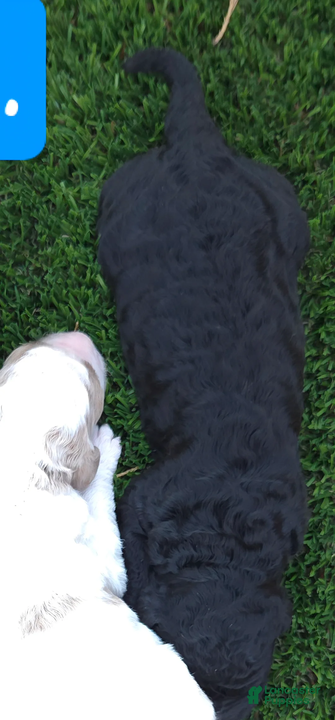 Goldendoodle dogs for sale: Goldendoodle 4 - Ad 1