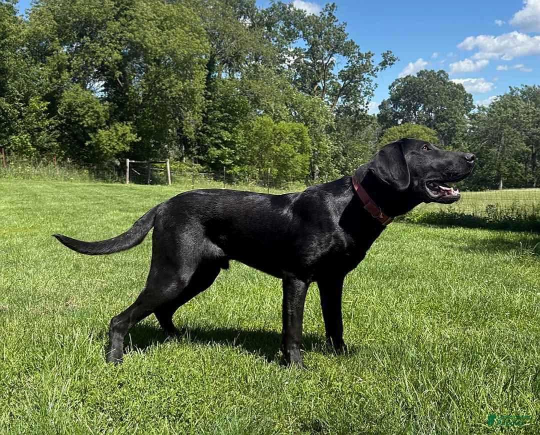 Labrador Retriever dogs for sale: Tar - Ad 1