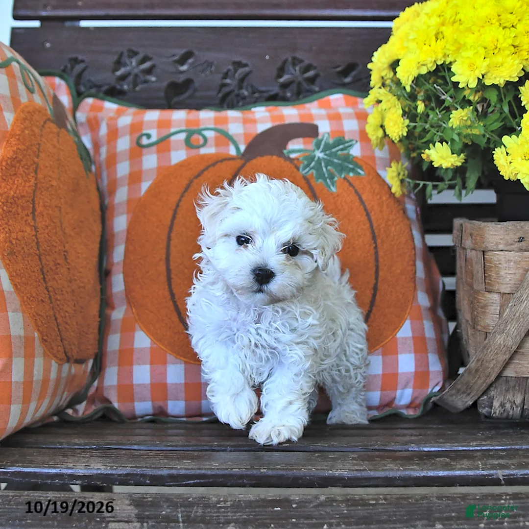 Maltipoo dogs for sale: Pete - Ad 2