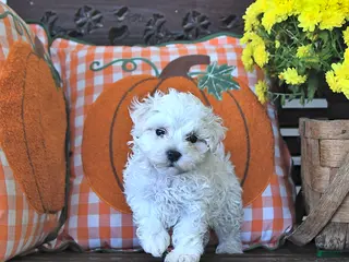 Maltipoo dogs Pete - Ad 2
