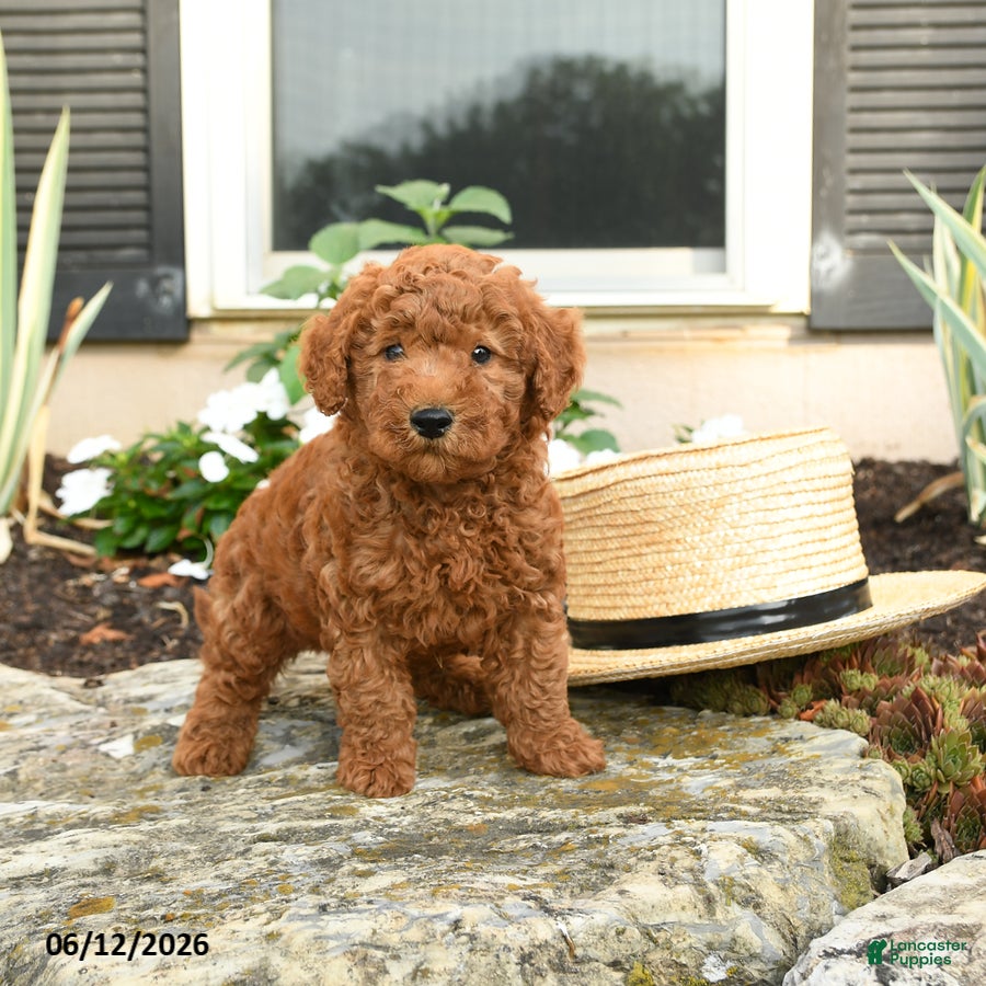 Mini Goldendoodle dogs Lucky - Ad 1