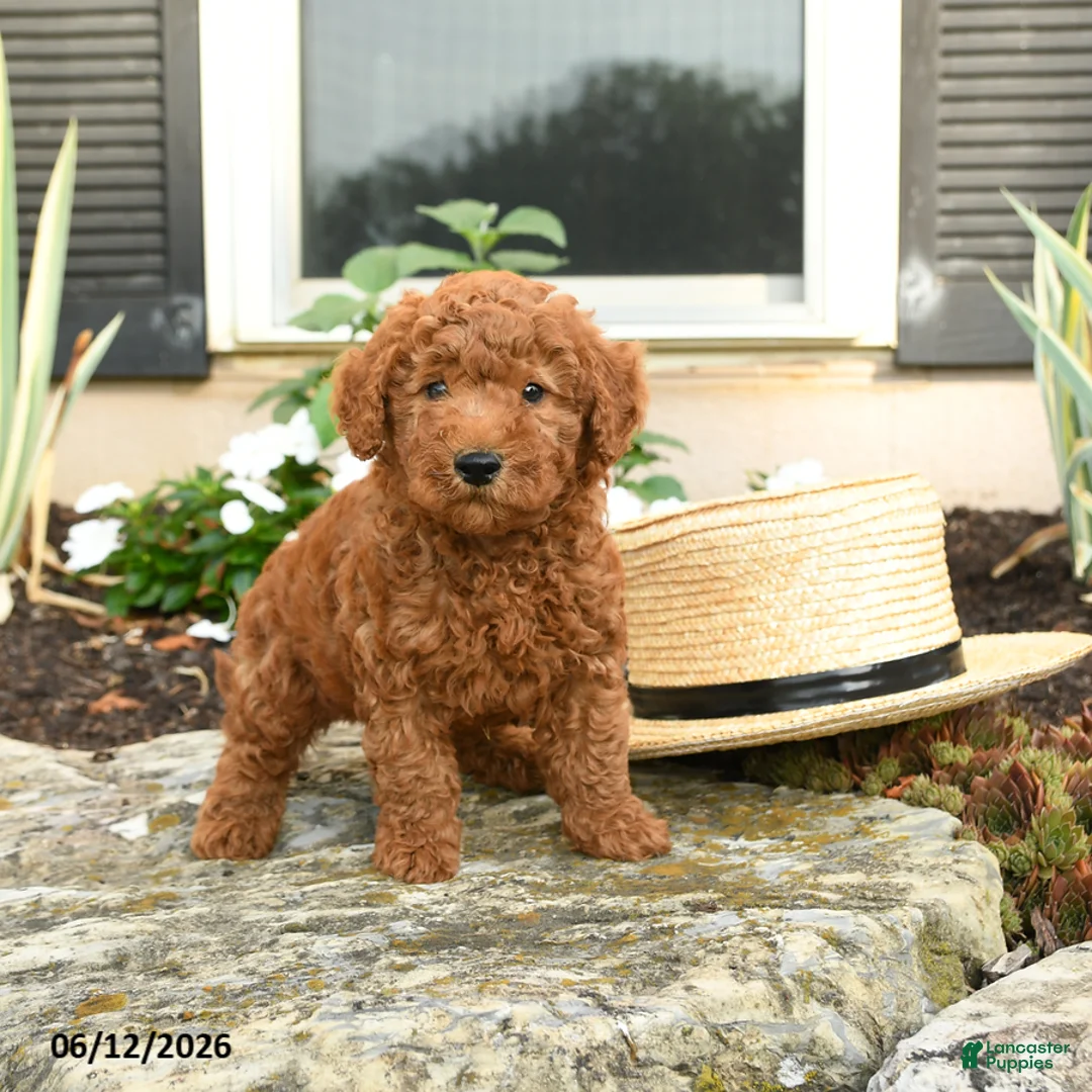 Mini Goldendoodle dogs for sale: Lucky - Ad 1