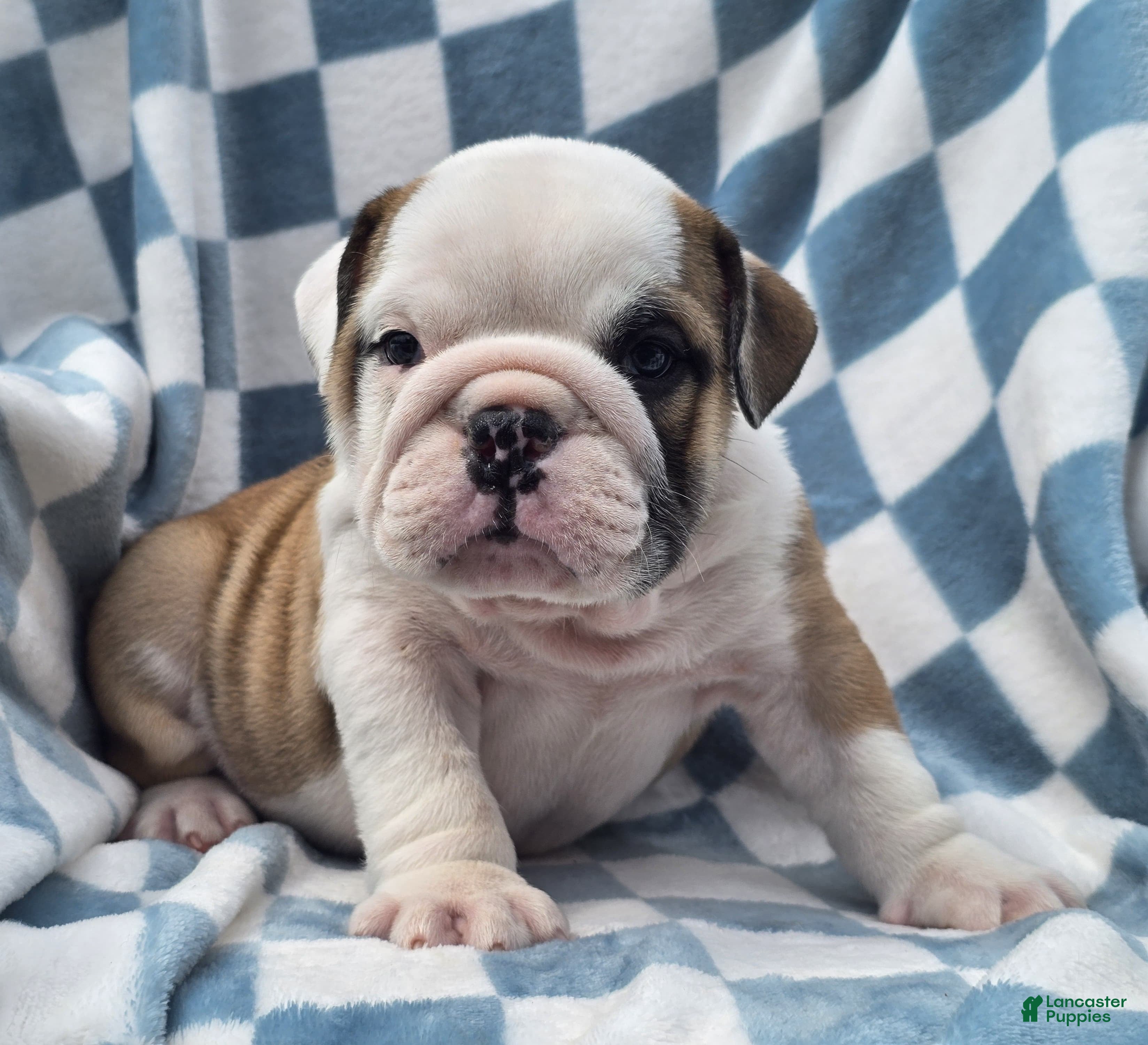 English Bulldog dogs Mario - Ad 1