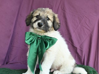 Mixed Breed dogs Forrest - Ad 7