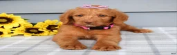 Labradoodle dogs for sale: Cassie - Ad 8