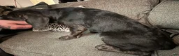 Mixed Breed dogs for sale: Otis - Ad 7