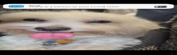 Maltese dogs for sale: Bruno - Ad 13