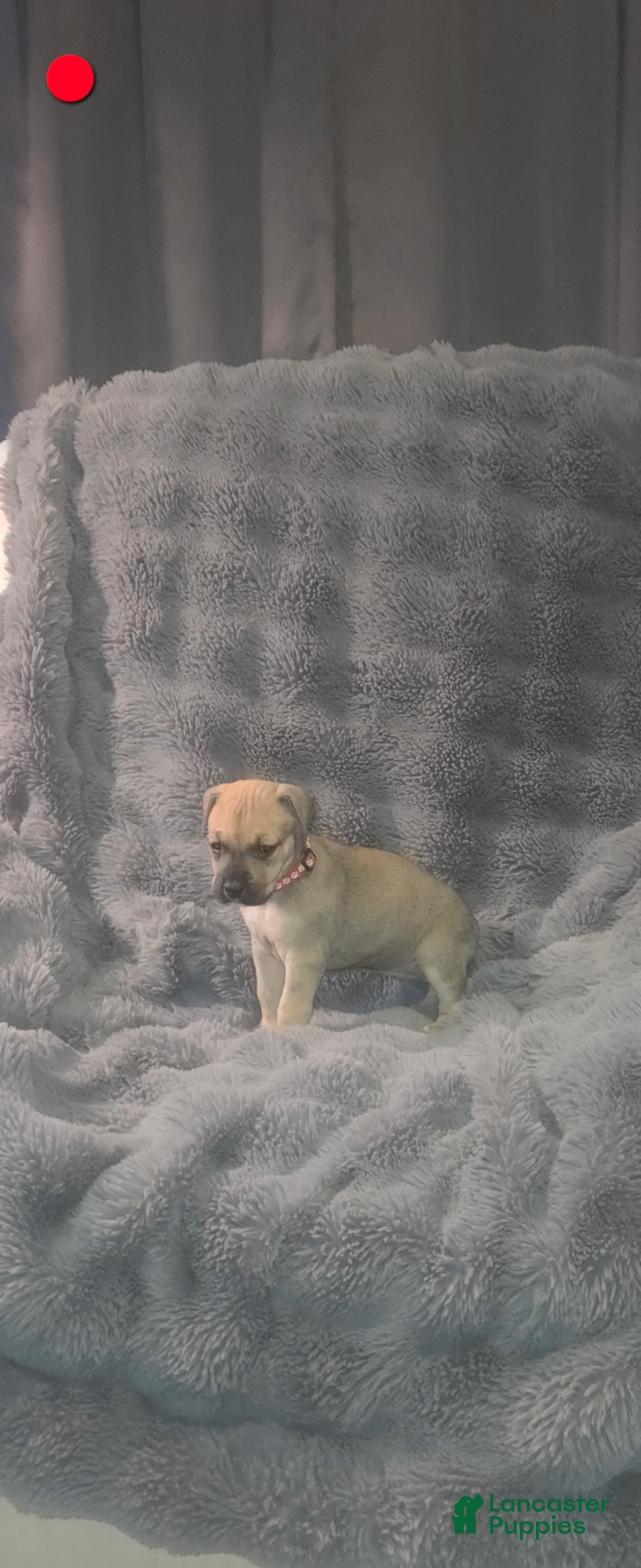 Cane Corso dogs for sale: Cane Corso Puppy 7 - Ad 1