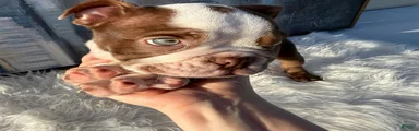 Hershey_Male