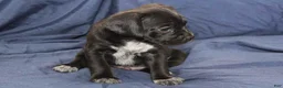 Puggle dogs for sale: Chewy - Ad 35