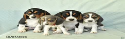 Beagle dogs for sale: Yamila - Ad 5