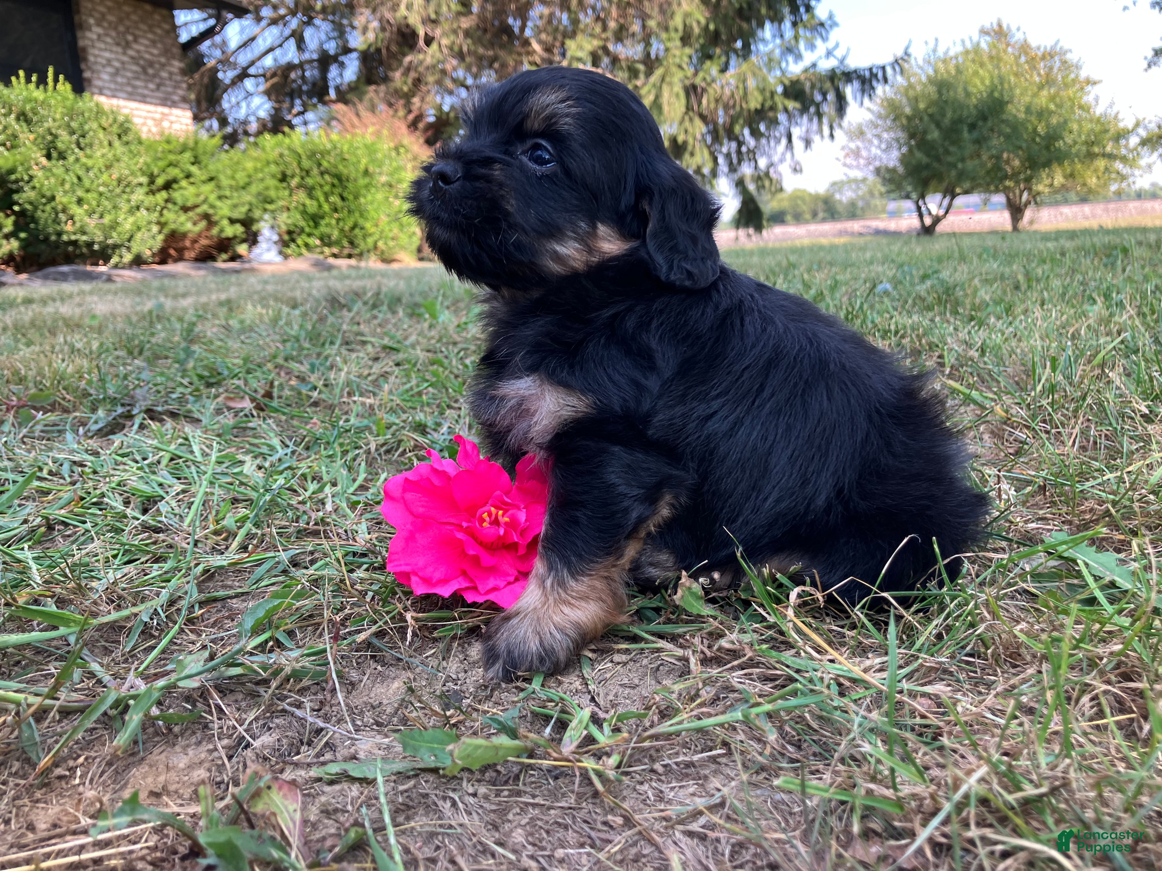 Shihpoo dogs Macy - Ad 1