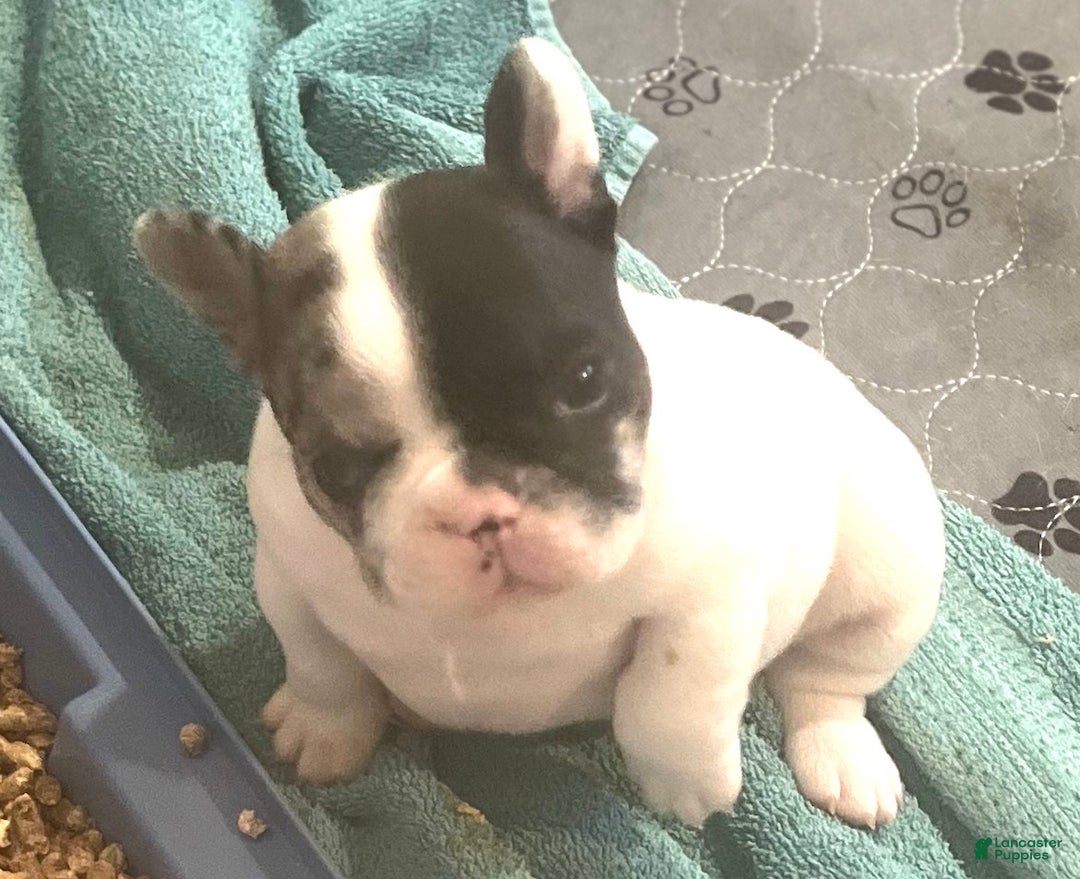French Bulldog dogs for sale: Titan - Ad 1