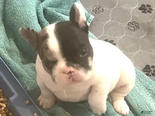 French Bulldog dogs Titan - Ad 2