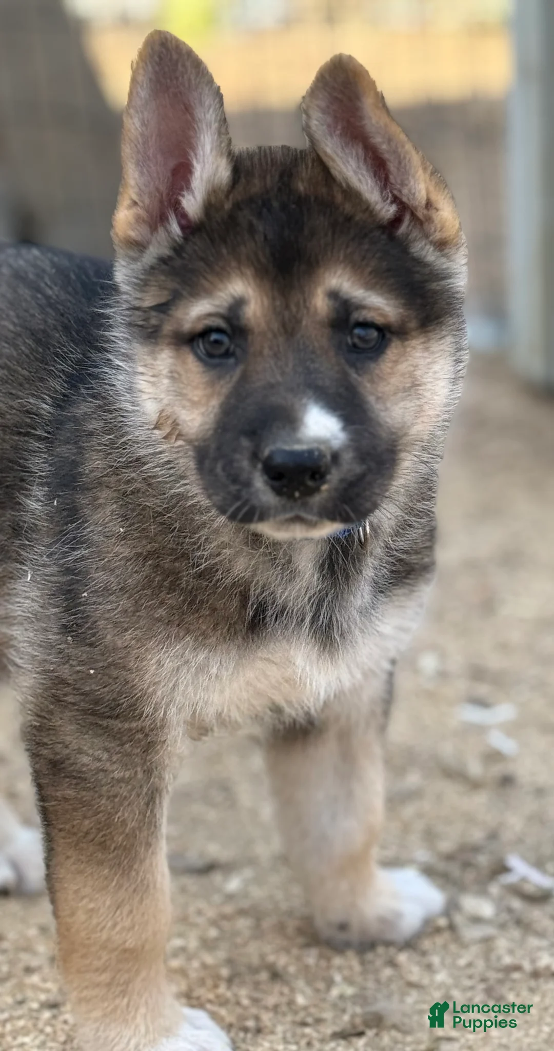 Gerberian Shepsky dogs for sale: Oliver - Ad 1