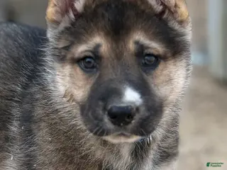 Gerberian Shepsky dogs Oliver - Ad 2