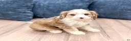 Cavapoo dogs for sale: Wally - Ad 1