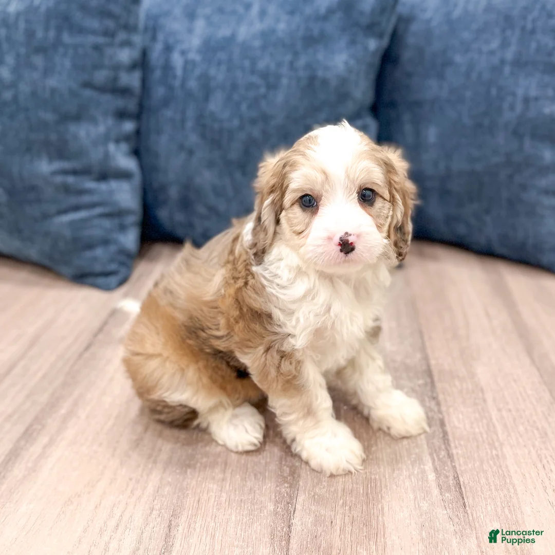 Cavapoo dogs for sale: Wally - Ad 1
