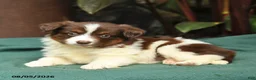 Miniature Australian Shepherd dogs for sale: Sadie - Ad 4