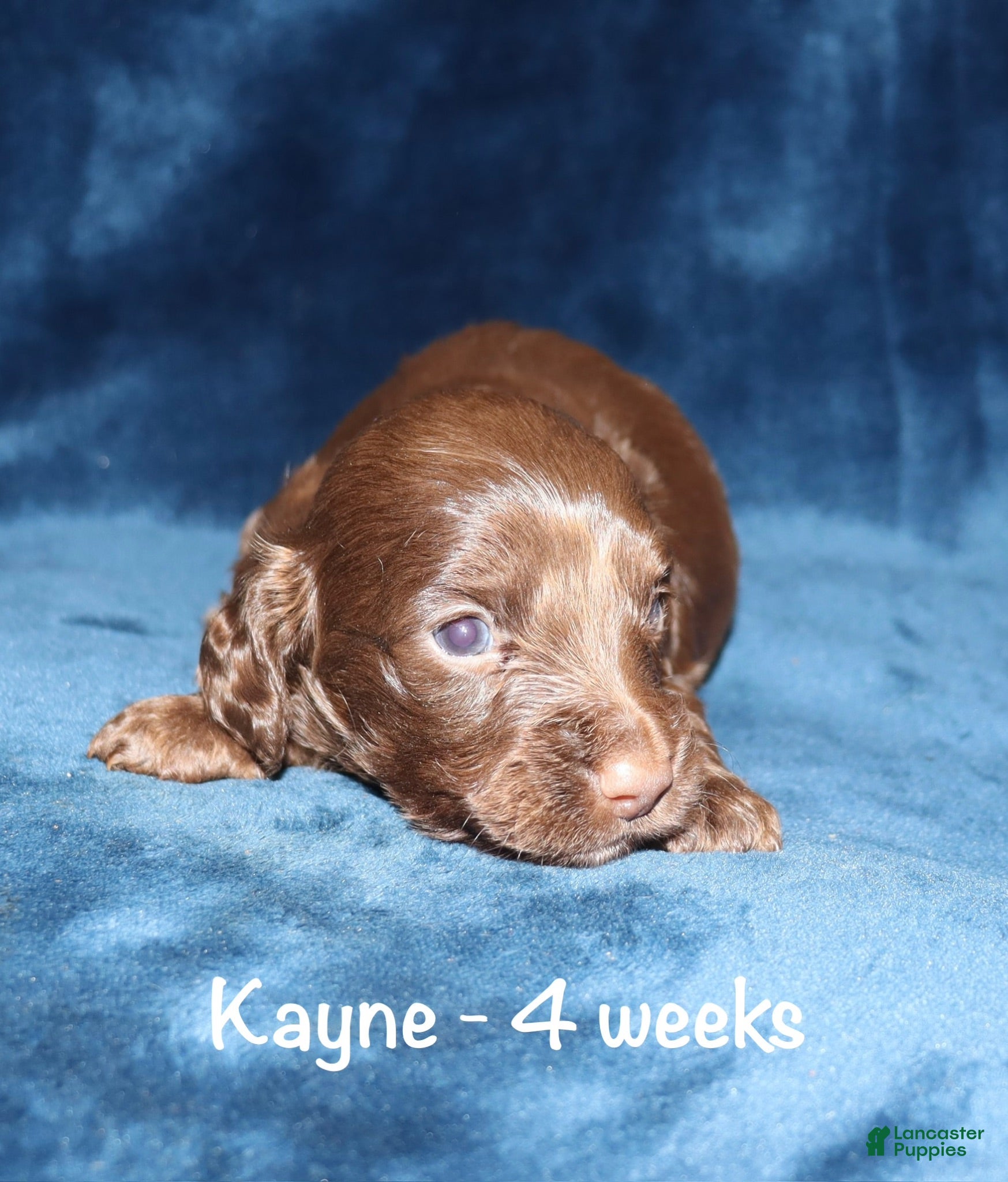Miniature Dachshund dogs Kayne - Ad 9