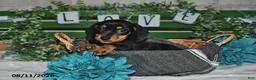 Miniature Dachshund dogs for sale: Jenny - Ad 5