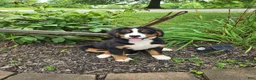 Bernese Mountain Dog dogs for sale: Aurora - Ad 1