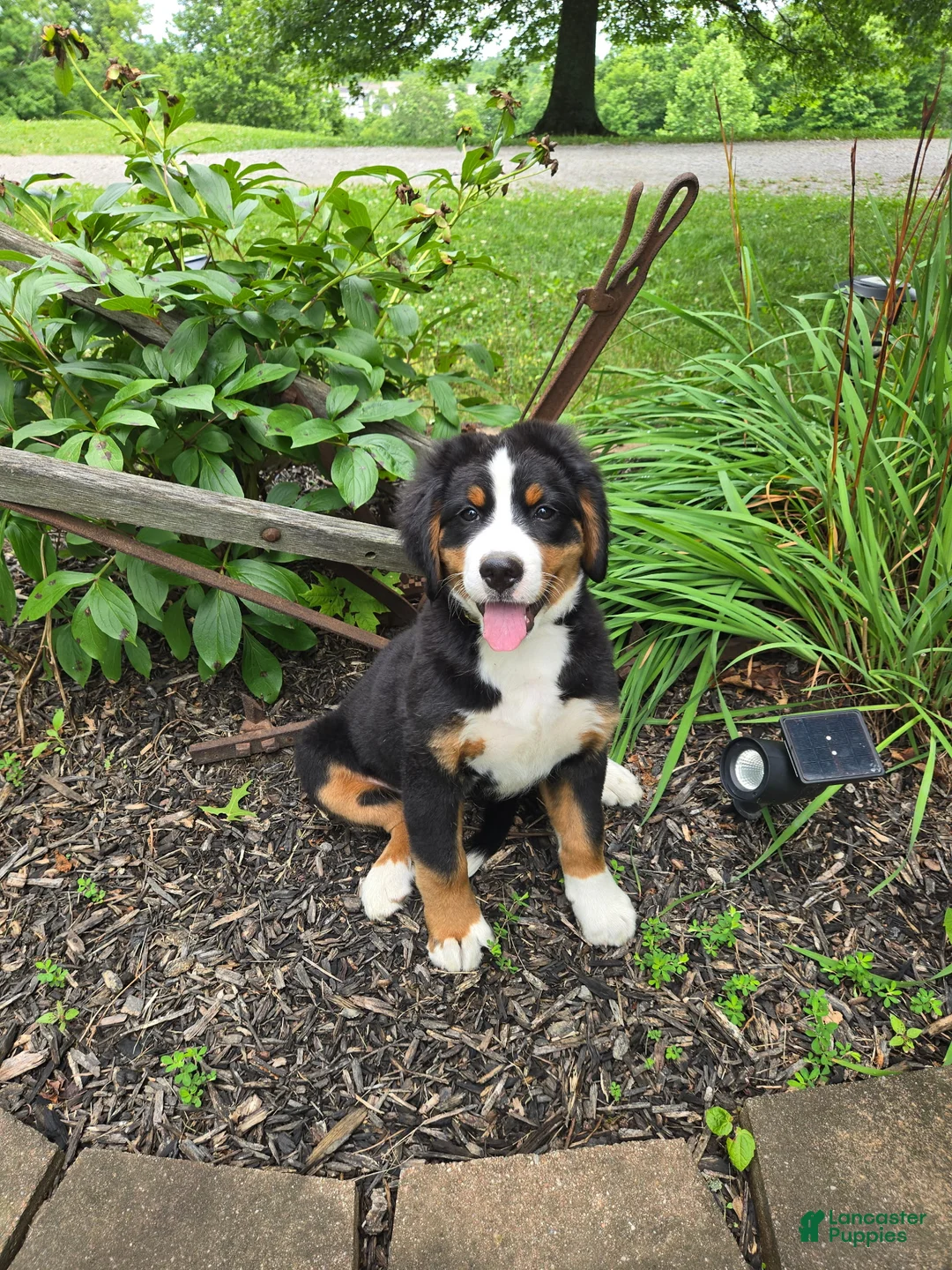 Bernese Mountain Dog dogs for sale: Aurora - Ad 1