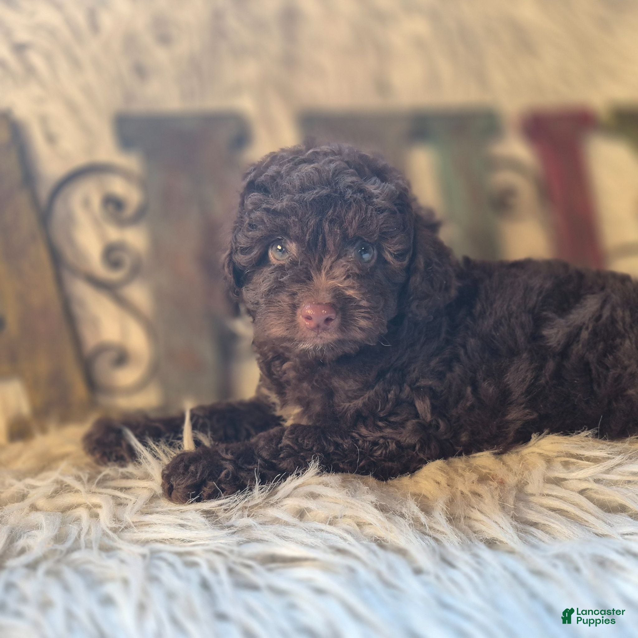 Miniature Poodle dogs Miniature Poodle 1 - Ad 2
