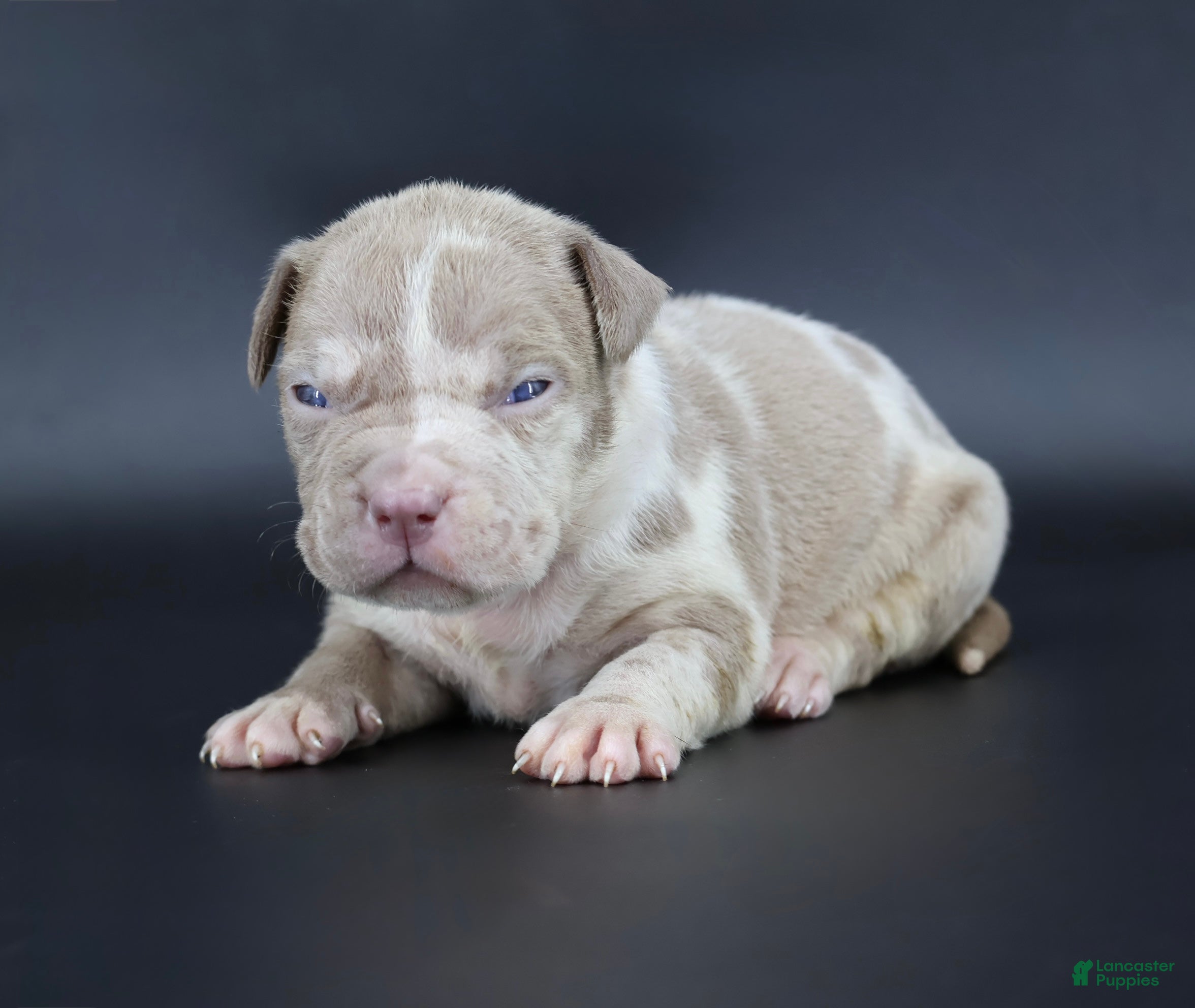 American Bully dogs Romeo - Ad 30