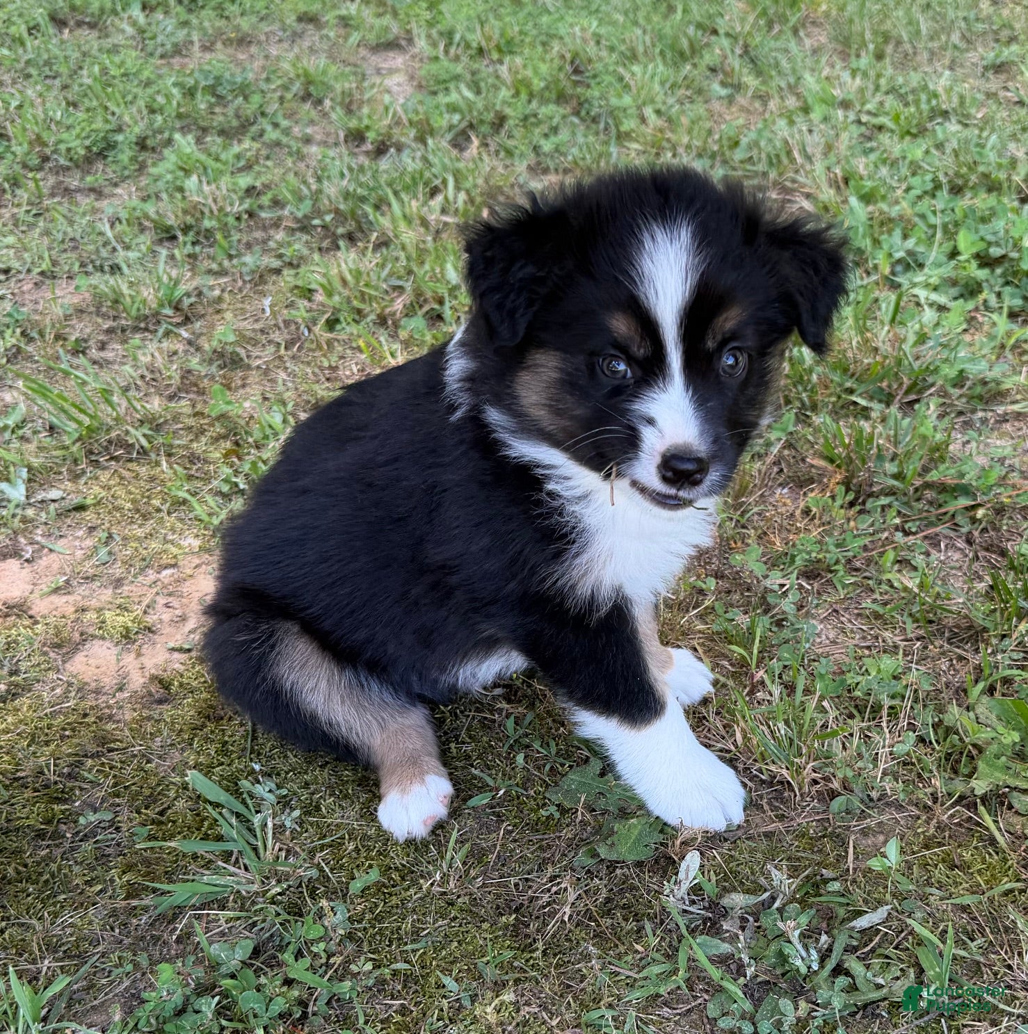 Australian Shepherd dogs Australian Shepherd Junior - Ad 2