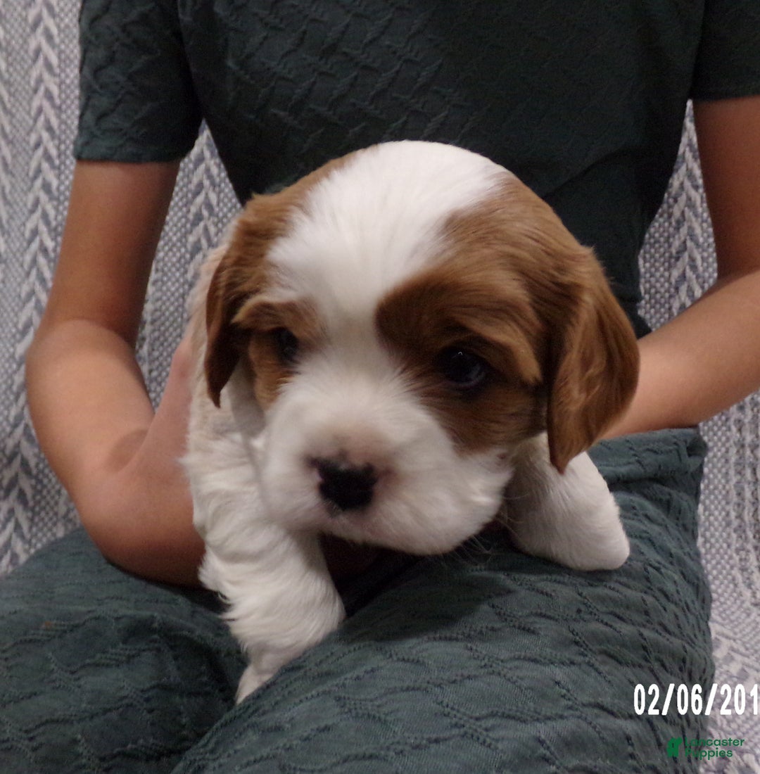 Cavalier King Charles Spaniel dogs for sale: Cavalier King Charles Spaniel Puppy 2 - Ad 6