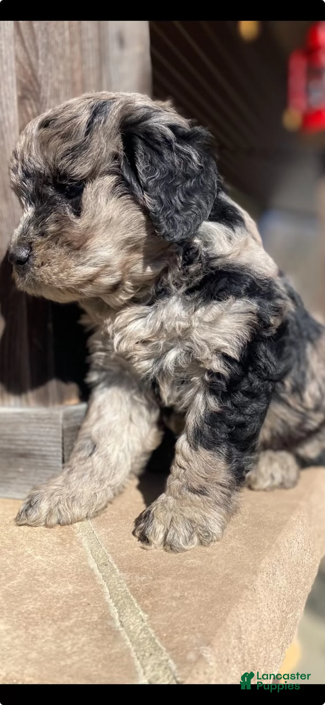 Mini Goldendoodle dogs for sale:  Koda - Ad 2