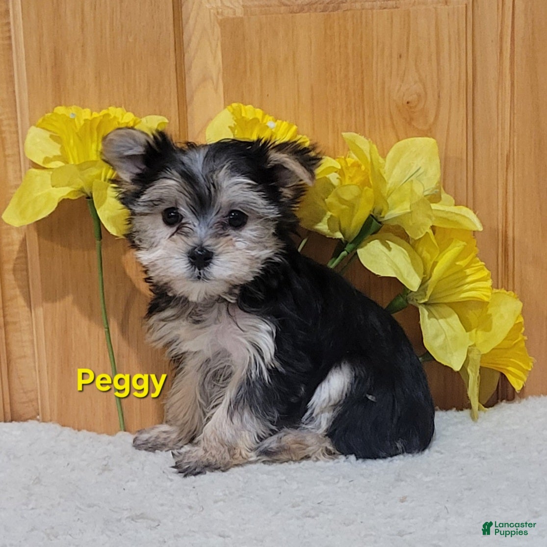 Morkie dogs Peggy - Ad 1