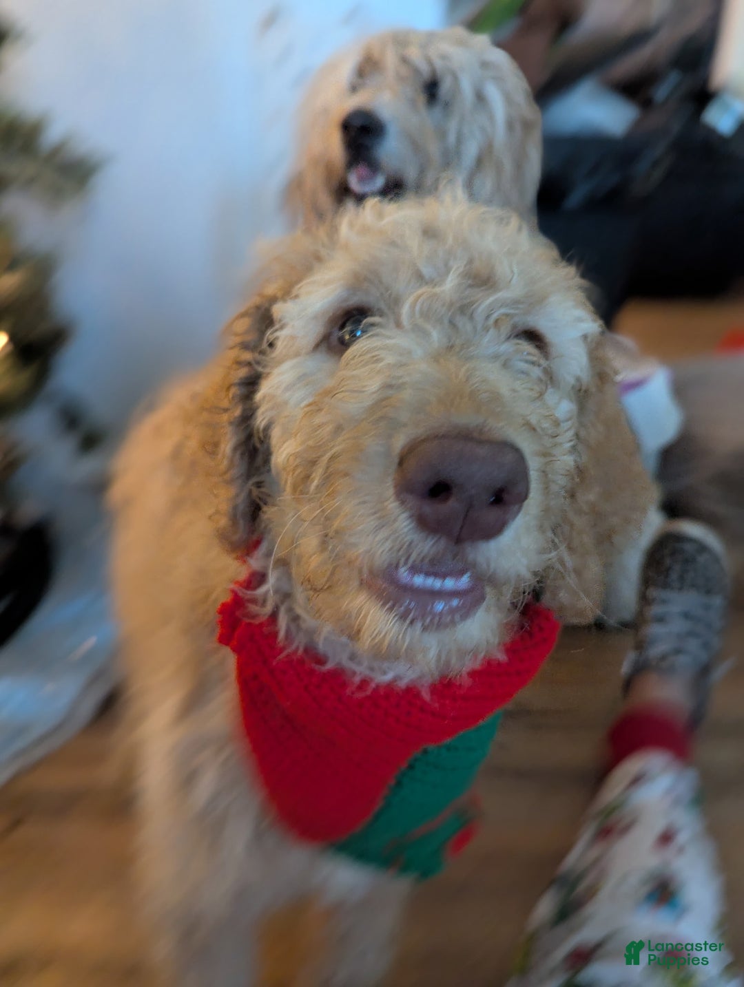 Goldendoodle dogs for sale: Nes - Ad 2