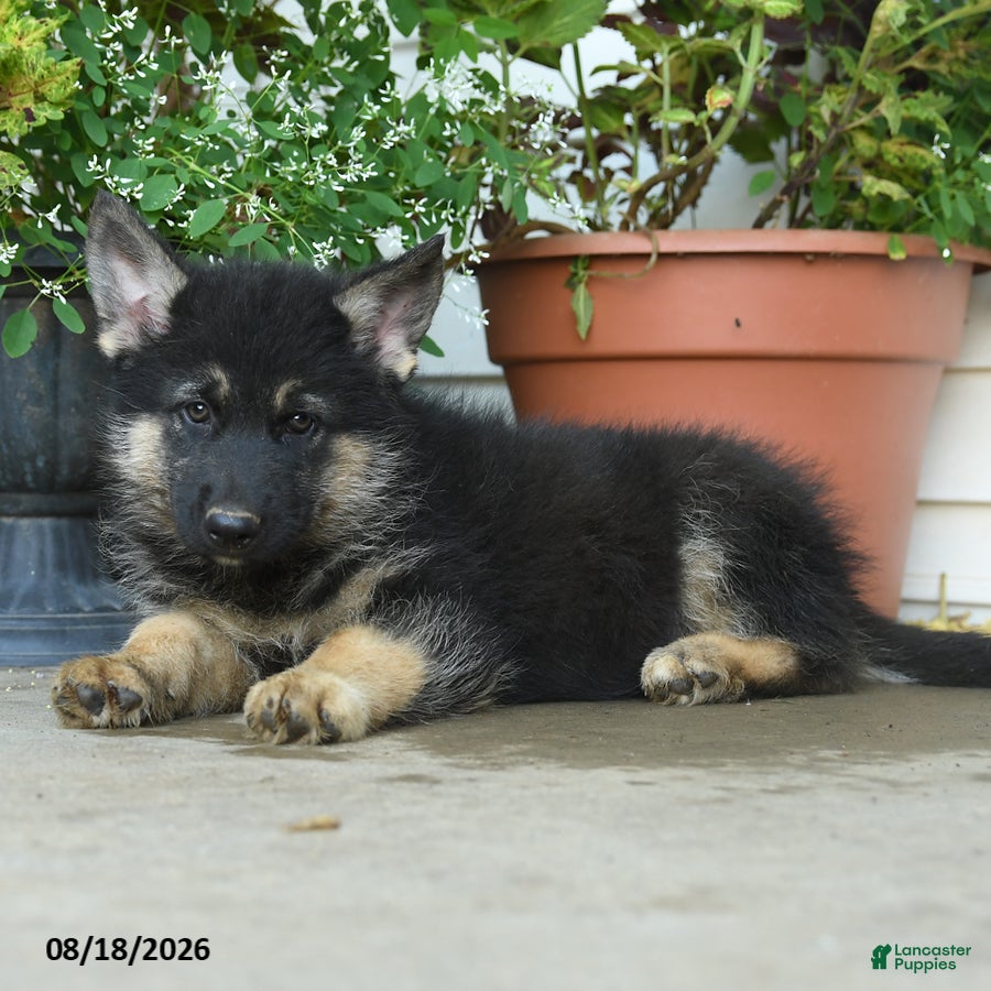 Gerberian Shepsky dogs Tigger - Ad 2