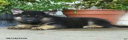 Gerberian Shepsky dogs for sale: Tigger - Ad 2