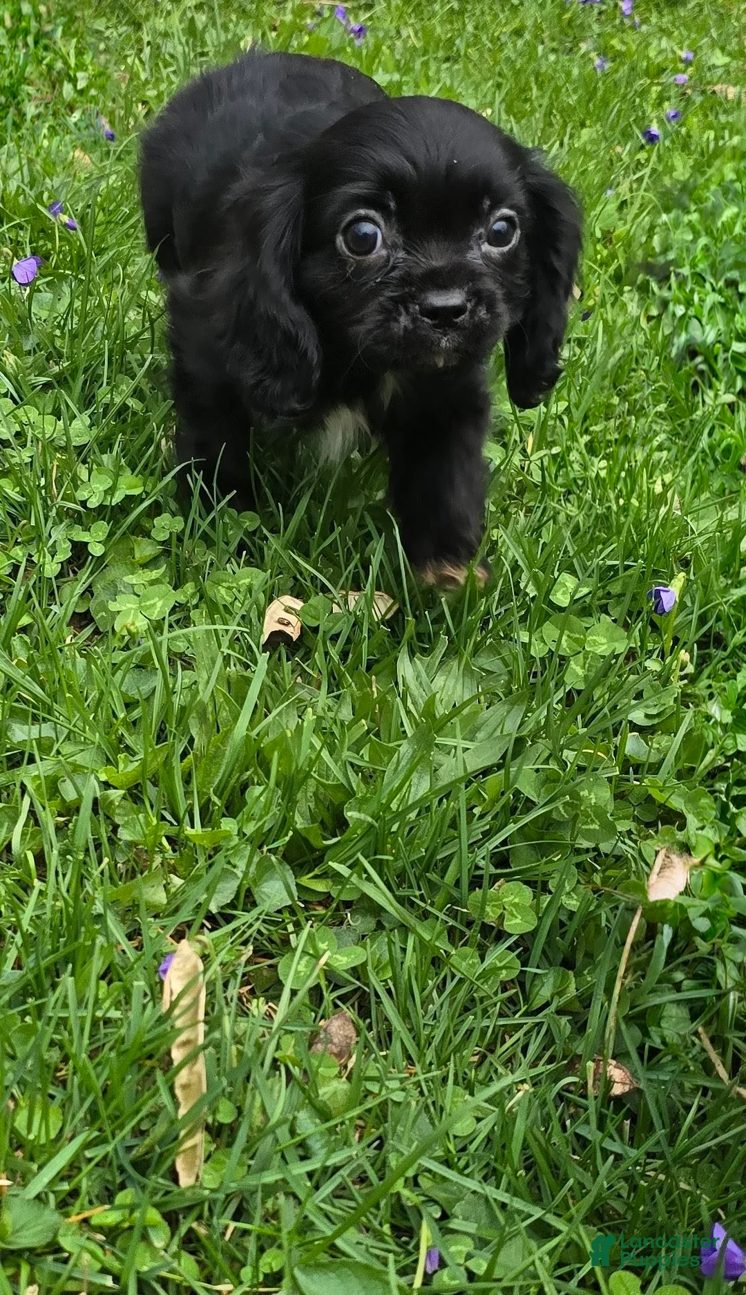 Cavalier King Charles Spaniel dogs for sale: Pending  - Ad 1