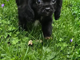 Cavalier King Charles Spaniel dogs Pending - Ad 7