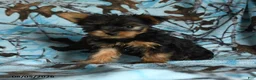 Yorkshire Terrier dogs for sale: Henry - Ad 5