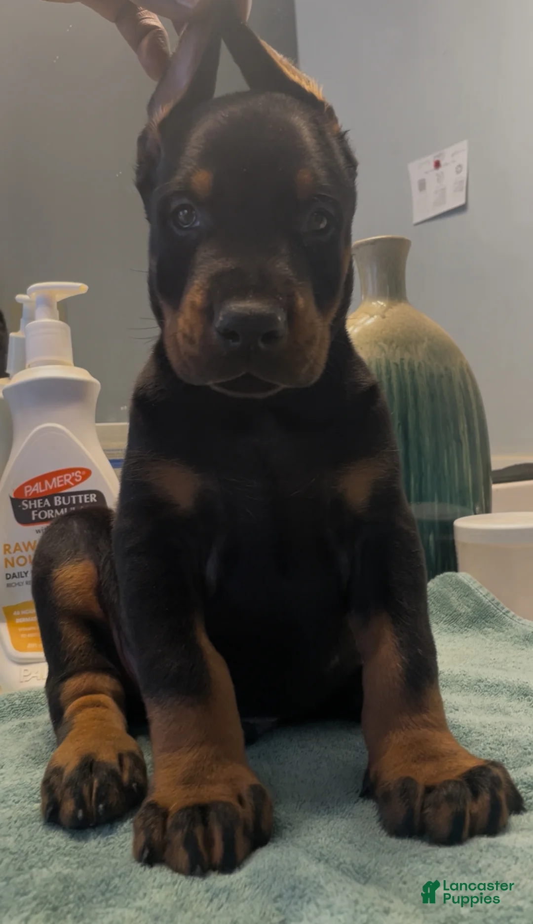 Doberman Pinscher dogs for sale: Doberman Pinscher Puppy 1 - Ad 2